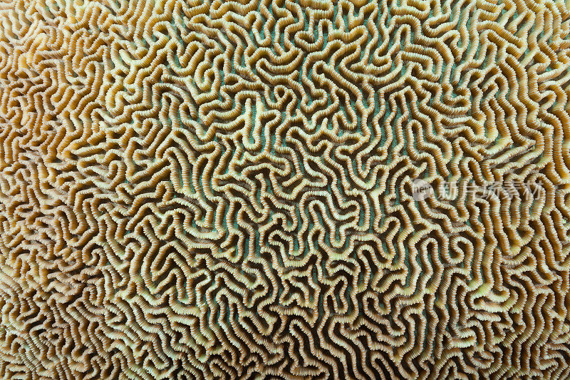 脑珊瑚迷宫的一部分，美丽的结构，Raja Ampat，印度尼西亚